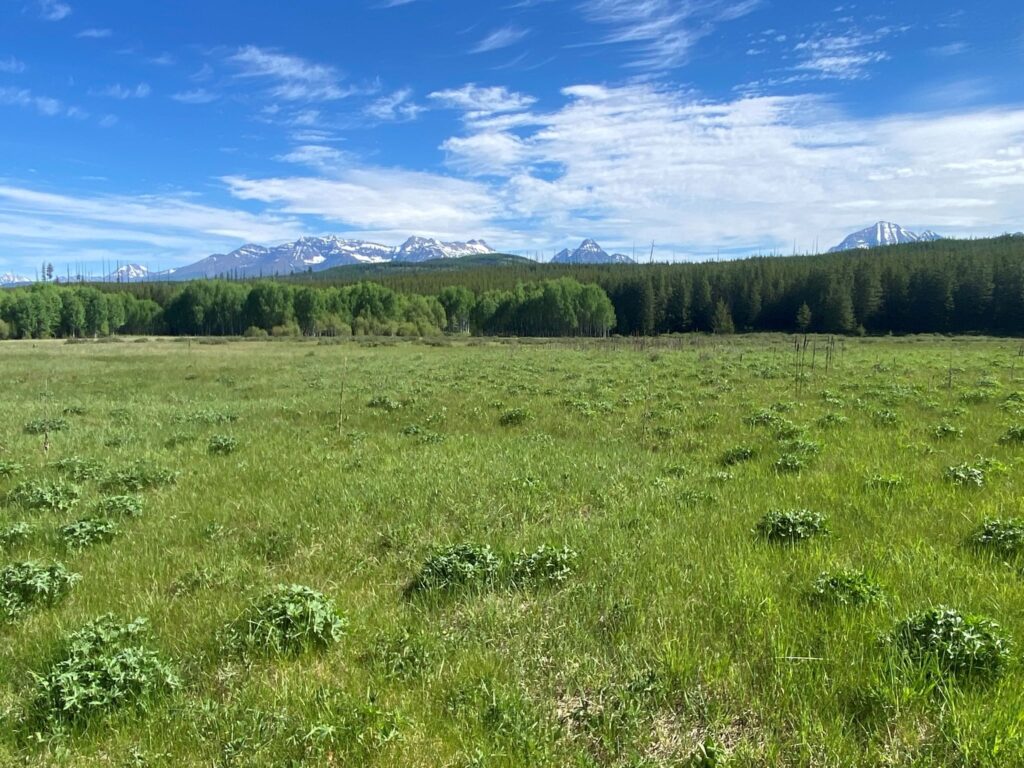 Covey Meadow Trail