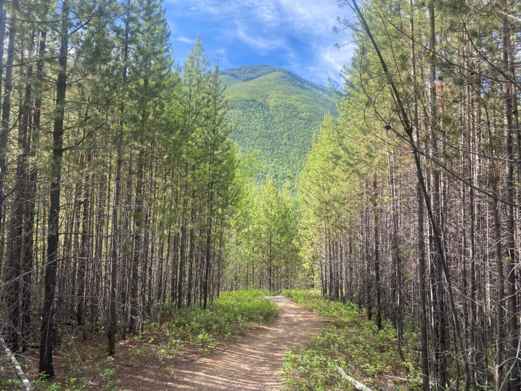 Forest and Fire Trail Glacier National Park