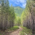 Forest and Fire Trail Glacier National Park