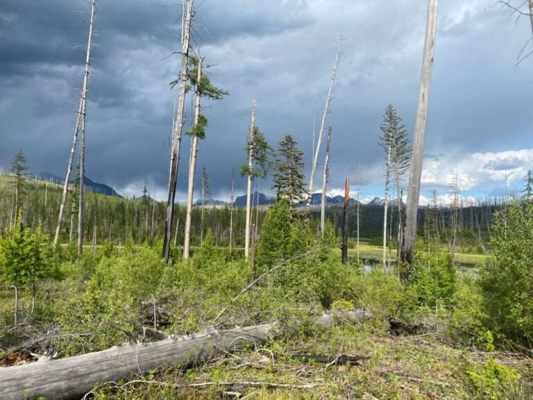 Howe Lake Howe Lake Trail: A Peaceful Hike in Glacier National Park - Trekking Wild